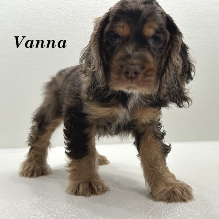 puppy, for, sale, Cocker Spaniel, Joe & Cherri  Overlease, dog, breeder, Miller, MO, dog-breeder, puppy-for-sale, forsale, nearby, find, puppyfind, locator, puppylocator, aca